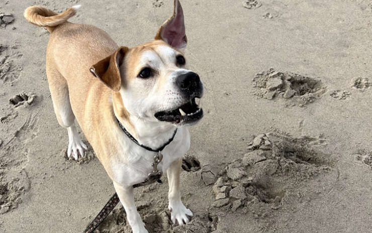 5 Tips for Bringing Your Dog to the Beach