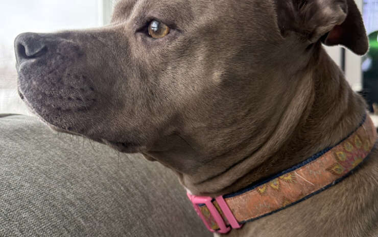Dog Walking Helps Keep Your Dog Sane